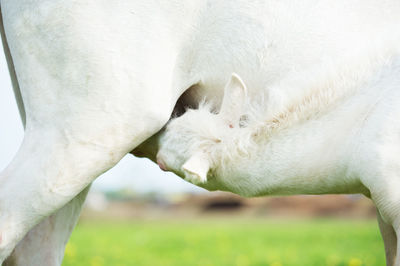 Close-up of foal feeding on horse