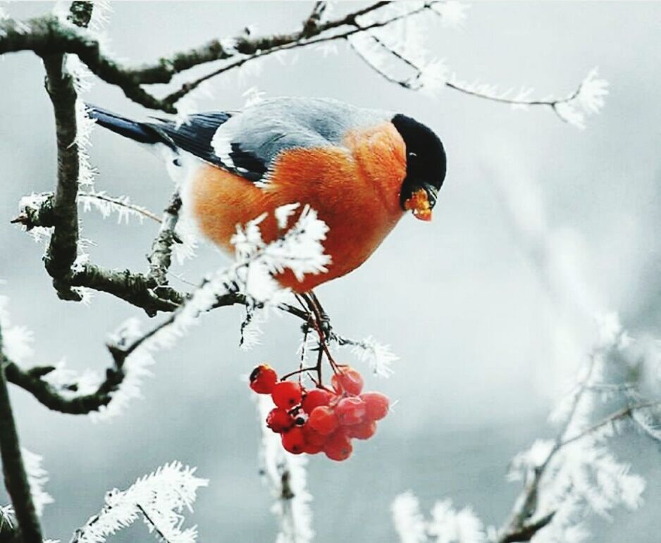 winter, snow, one animal, tree, cold temperature, outdoors, nature, branch, day, beauty in nature, perching, no people, animal themes, animals in the wild, focus on foreground, bird, animal wildlife, close-up