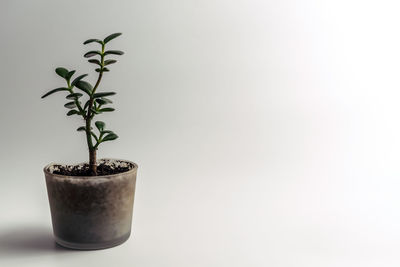 Close-up of potted plant against white background