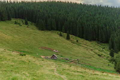 High angle view of grassy field