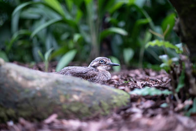 Close-up of a bird looking away