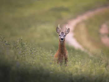Portrait of deer on field