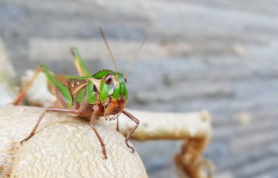 Close-up of grasshopper