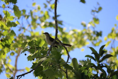 Low angle view of bird perching on tree against sky