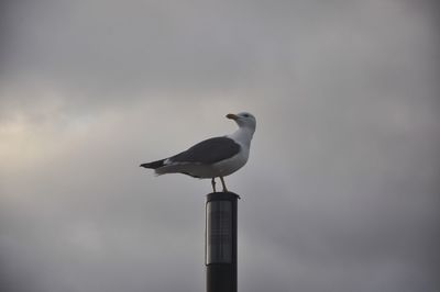 Low angle view of seagull perching on pole against sky