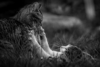 Close-up of cat lying on field