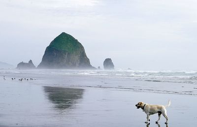 Labrador retriever at cannon beach with haystack rock in sea against sky