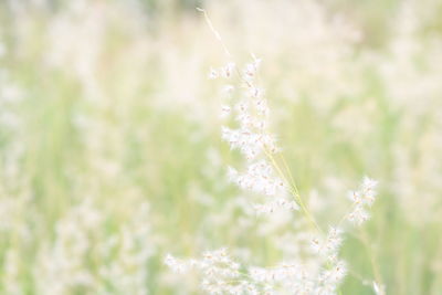 Close-up of white flowering plant