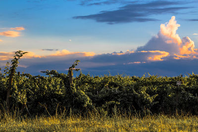 Plants against sky during sunset