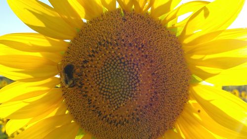 Close-up of bee on sunflower