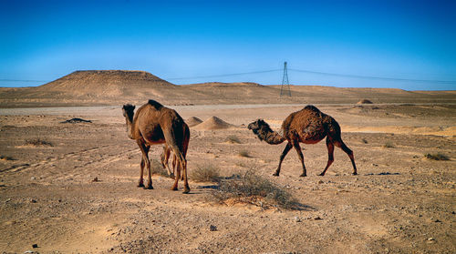 Horses in a desert