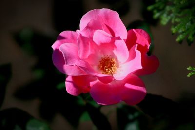 Close-up of pink rose flower