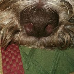 Close-up of dog nose