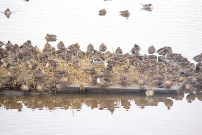 Ducks swimming in lake