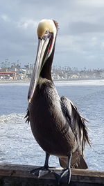 Close-up of pelican by sea against sky