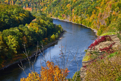 High angle view of river amidst trees in forest