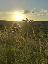 Scenic view of field against sky during sunset