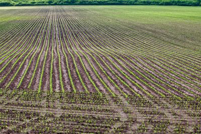 Full frame shot of agricultural field