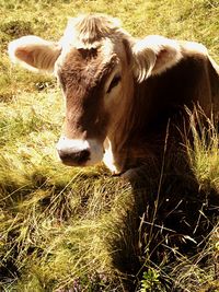 Portrait of cow on field