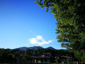 Trees and mountains against blue sky