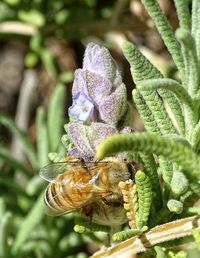 Close-up of insect on flower