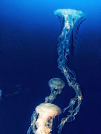 Close-up of jellyfish swimming in sea