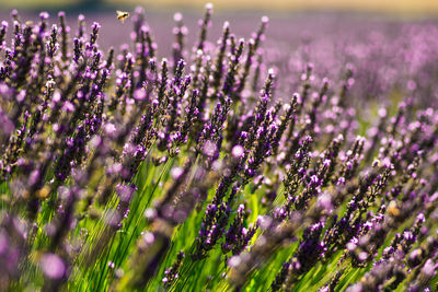 Italy, july 2021 - wonderful and relaxing view of a lavender field with its purple flowers