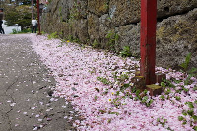 Close-up of pink flowers on footpath