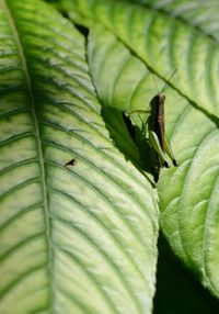 Close-up of insect on leaf