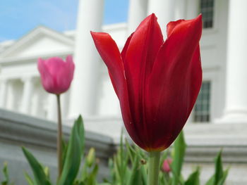 Close-up of red tulip