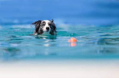 Dog playing with ball in sea