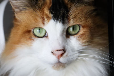 Close-up portrait of cat