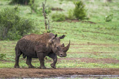 Rhinoceros walking on land