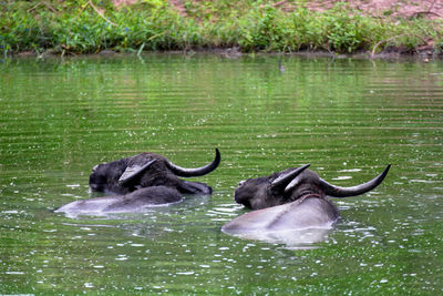 Water buffaloes swimming in lake at yala national park