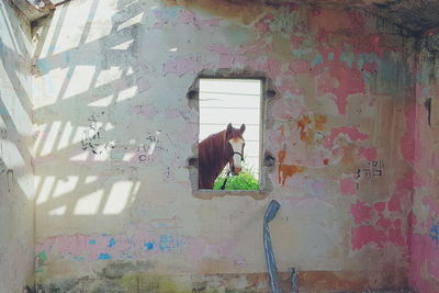 Man with cat on wall