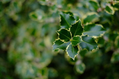 Close-up of fresh green leaves on plant