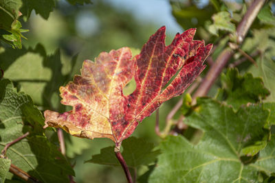 Close-up of maple leaves on plant