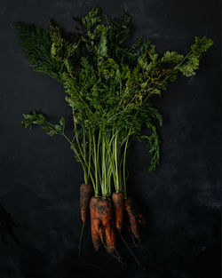 Close-up of  carrot plant on black background 