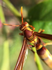 Close-up of insect on leaf