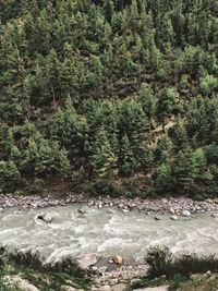 Scenic view of river flowing through forest