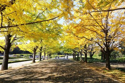 Road amidst trees during autumn