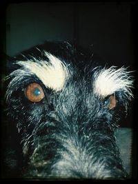Close-up portrait of a dog