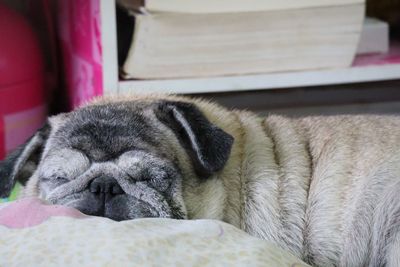 Close-up of a dog sleeping