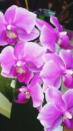 Close-up of purple flower blooming