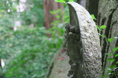 Close-up of tree trunk