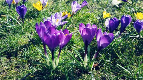 Close-up of purple flowers blooming in field