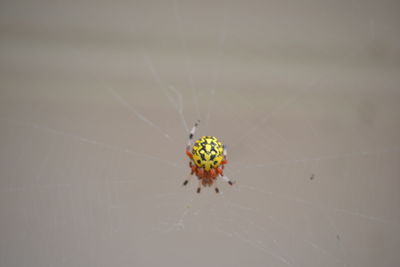 Close-up of spider on web