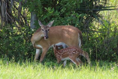 Deer in a field