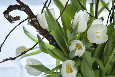 Close-up of white flowering plant