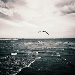 Bird flying over sea